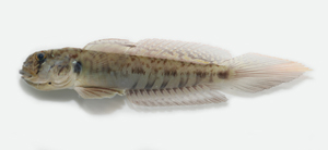 Oxyurichthys visayanus南方溝鰕虎